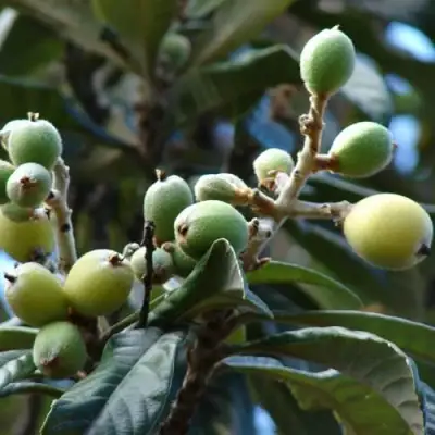 МУШМУЛА  в Жлобине