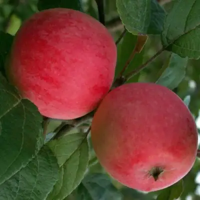 Яблоня СУЙСЛЕПСКОЕ (МАЛИНОВКА) в Жлобине