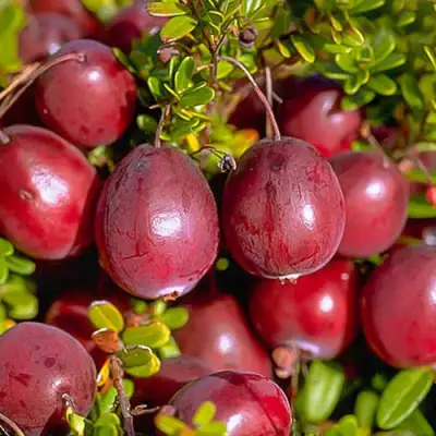 Клюква БЕН ЛИР в Жлобине