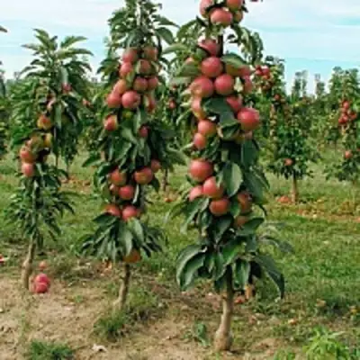 Яблоня ЯНТАРНОЕ ОЖЕРЕЛЬЕ колонновидная в Жлобине