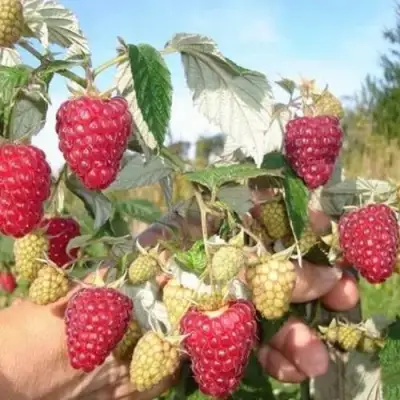 Малина ЖАР-ПТИЦА в Жлобине