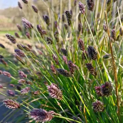 Сейслерия ХЕФЛЕРА в Жлобине