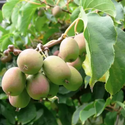 Актинидия ЛЮСИ аргута  в Жлобине