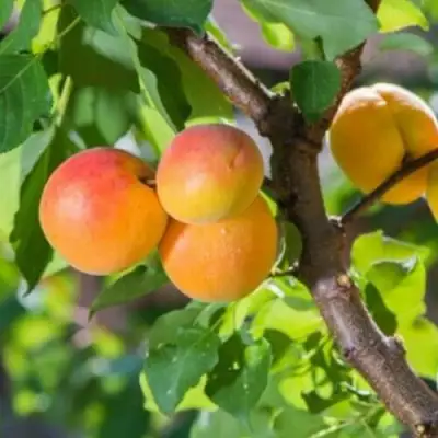 Абрикос РИТАУСМА в Жлобине