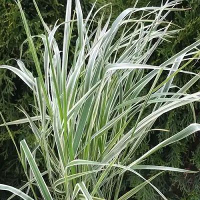 Вейник ОВЕРДАМ остроцветковый в Жлобине