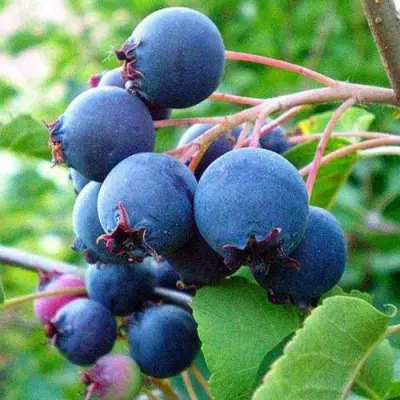 Ирга ПЕМБИНА в Жлобине