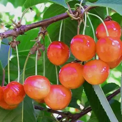 Черешня НАСЛАЖДЕНИЕ в Жлобине