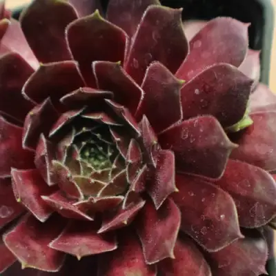 Молодило БЛЭК МОУНТЭЙН в Жлобине