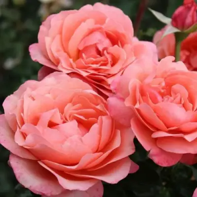 Роза КОРАЛ ЛИОНС РОУЗ флорибунда в Жлобине