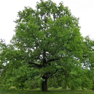 Дуб черешчатый в Жлобине