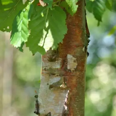 Береза бумажная в Жлобине