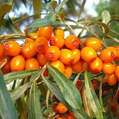 Облепиха БОТАНИЧЕСКАЯ в Жлобине