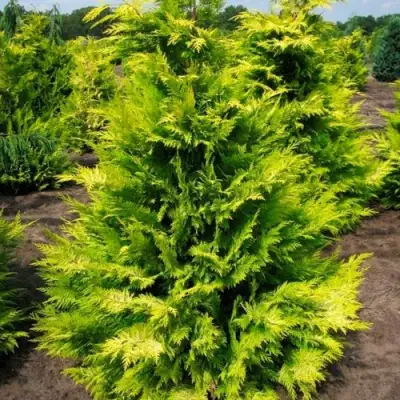 Кипарисовик ГОЛДЕН ВОНДЕР лавсона в Жлобине