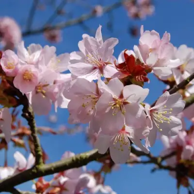 Вишня РАНЧО САРЖЕНТА в Жлобине