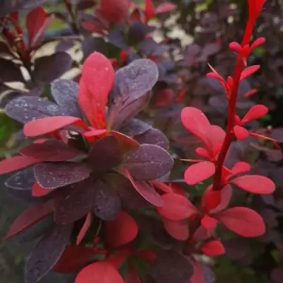 Барбарис РЕД ПИЛЛАР тунберга в Жлобине