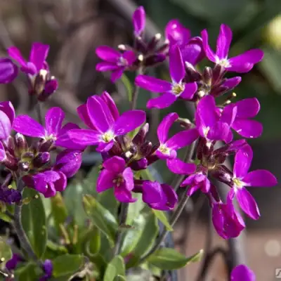 Арабис РОУЗ делайт в Жлобине