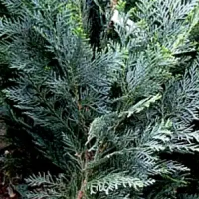 Кипарисовик ДАРТС БЛЮ РИББОН лавсона в Жлобине