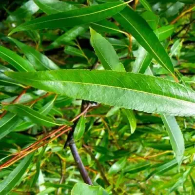 Ива ломкая  в Жлобине