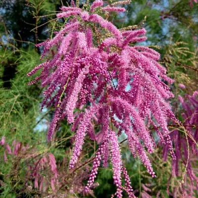 Тамарикс ПИНК КАСКАД в Жлобине