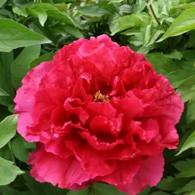 Пион АРОМАТНОЕ ВОСПОМИНАНИЕ древовидный в Жлобине