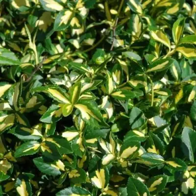 Бересклет САНСПОТ форчуна в Жлобине