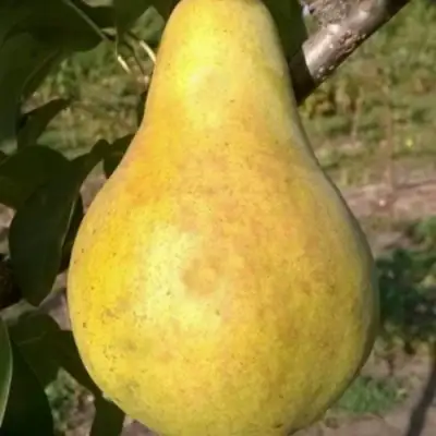 Груша КОНКОРД в Жлобине