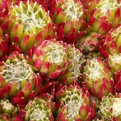 Молодило ХУКЕРА в Жлобине