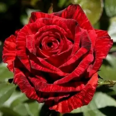 Роза РЕД ИНТУИШН чайно-гибридная в Жлобине