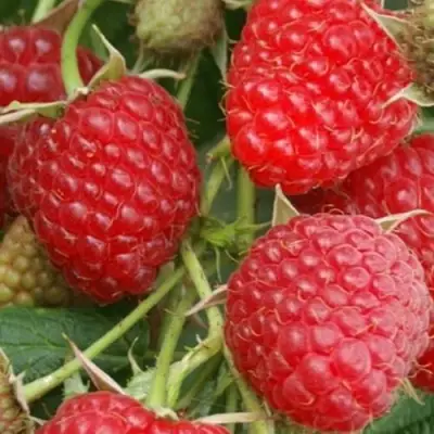 Малина КОЛОКОЛЬЧИК в Жлобине