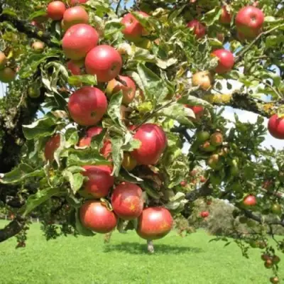 Яблоня ОРЛИК в Жлобине