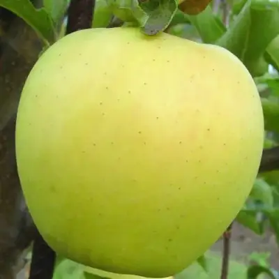 Яблоня ГОЛДЕН ДЕЛИШЕС в Жлобине