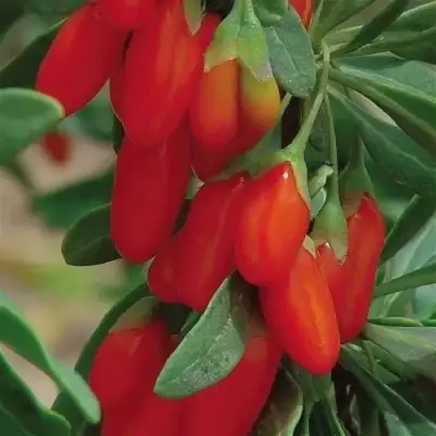 Годжи ВЯЧЕСЛАВ в Жлобине