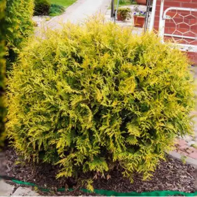 Туя КОЛЛЕРС ГОЛД складчатая в Жлобине
