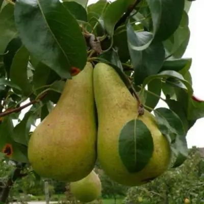 Груша КОНКОРД в Жлобине