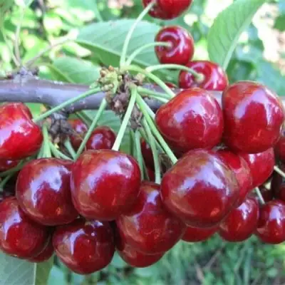 Вишня ДЕСЕРТНАЯ МОРОЗОВОЙ в Жлобине