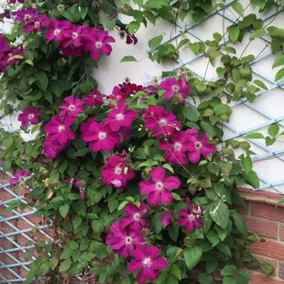 Клематис ЭРНЕСТ МАРКХАМ в Жлобине