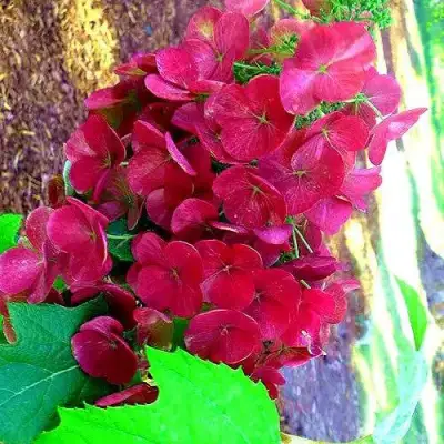 Гортензия АМЕТИСТ дуболистная в Жлобине