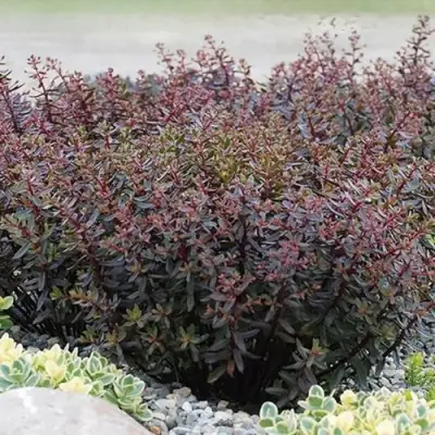 Очиток (седум) САНСПАРКЛЕР ДЖЕЙД ТАФФЕТ в Жлобине