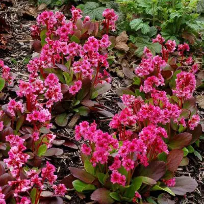 Бадан ФЛИРТ в Жлобине