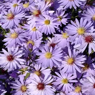 Астра БЛЮ ХЕВЕН сердцелистная в Жлобине