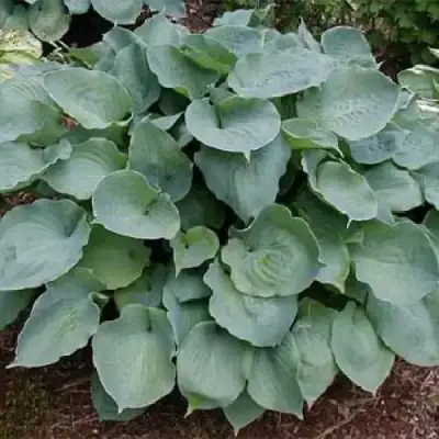 Хоста МУНЛАЙТ СОНАТА гибридная в Жлобине