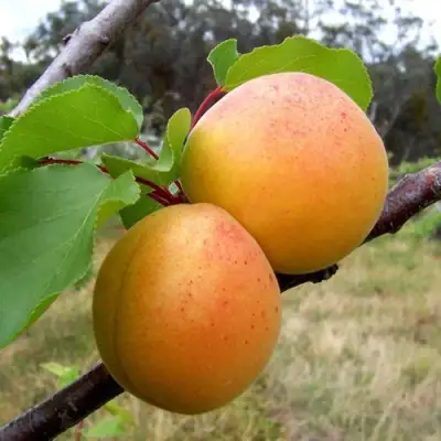 Абрикос ОРЛОВЧАНИН  в Жлобине