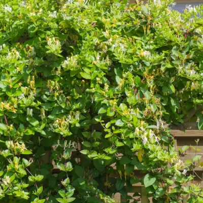 Жимолость ХАЛЛИАНА японская (Хелиана) в Жлобине