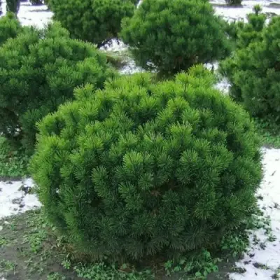 Сосна горная МУГУС в Жлобине