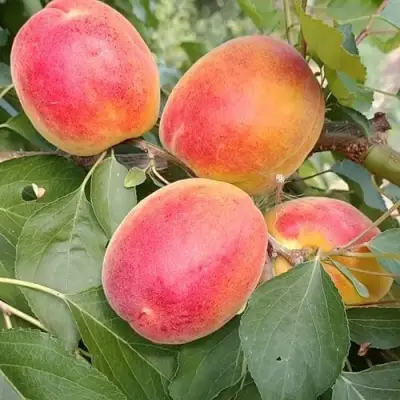 Абрикос ОСОБЕННЫЙ ДЕНИСЮКА в Жлобине