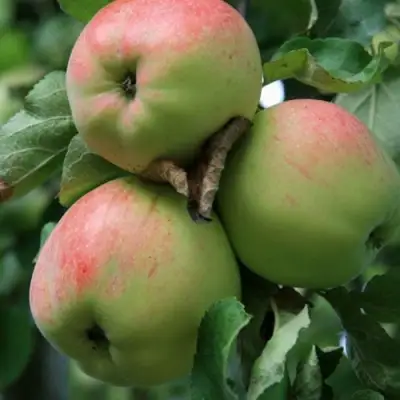 Яблоня УТРО в Жлобине