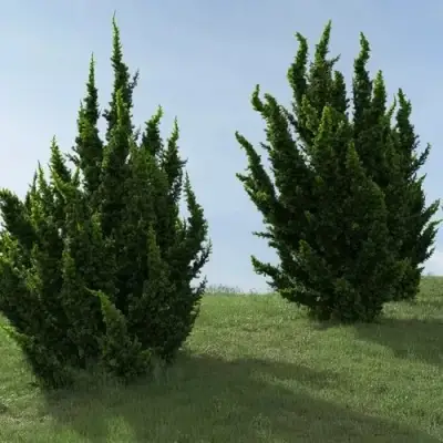 Можжевельник КАЙЗУКА китайский в Жлобине