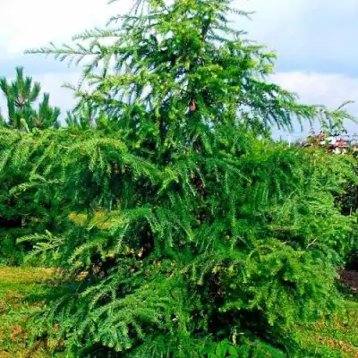 Лиственница европейская в Жлобине