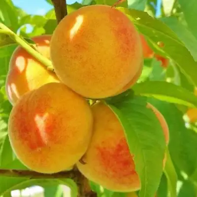 Персик ВЕТЕРАН в Жлобине