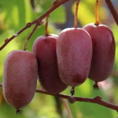 Актинидия ПУРПУРНО САДОВАЯ  аргута в Жлобине